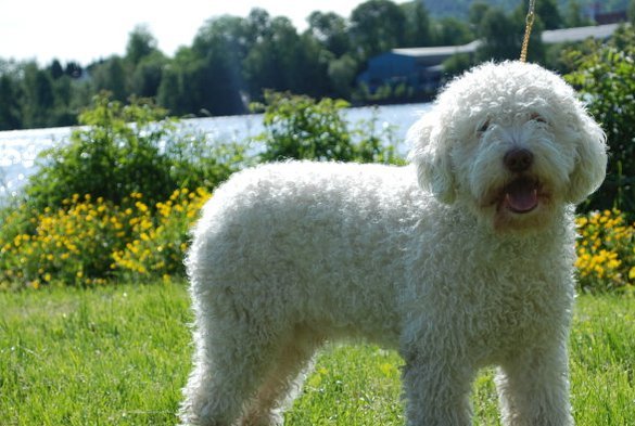 nglahund Speedie nglahund-speedie